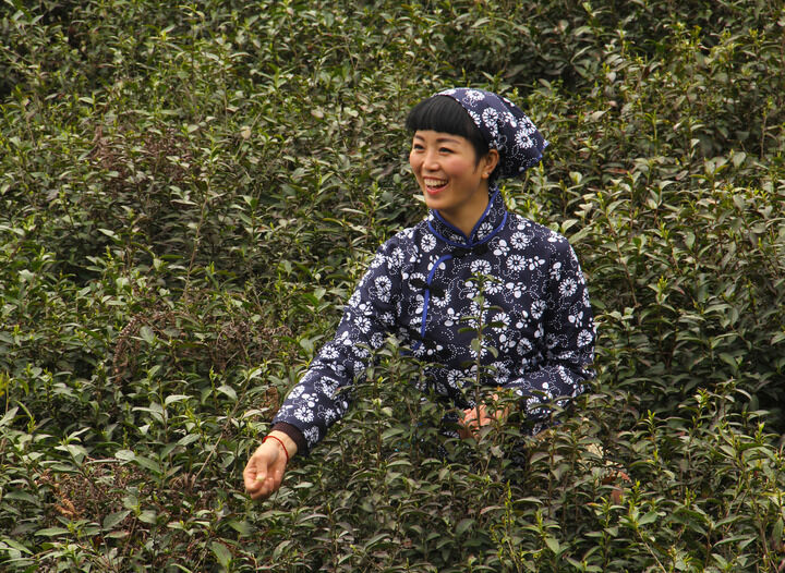 牡丹在线免费观看 排行5